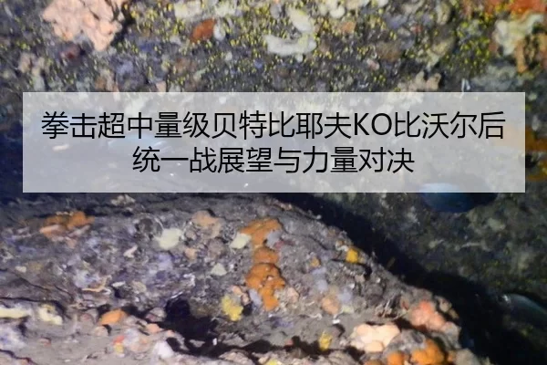 拳击超中量级贝特比耶夫KO比沃尔后统一战展望与力量对决